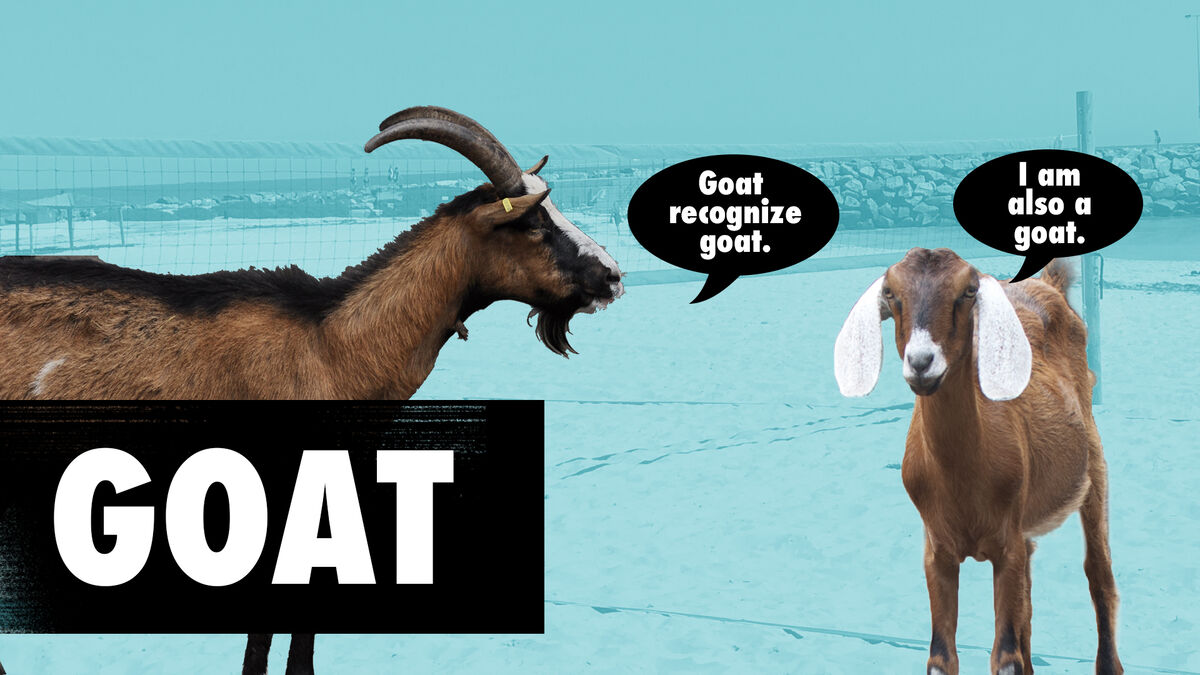 The GOATest image number null